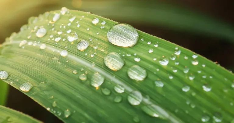 Forme goutte d'eau