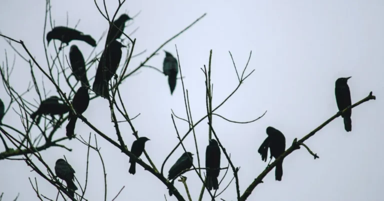 Différence entre corbeau et corneille